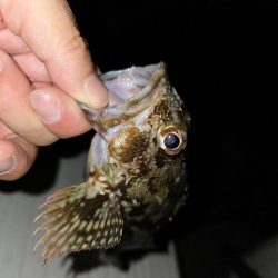 酷暑との戦い…六目釣り