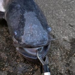 光の中から現れたのは