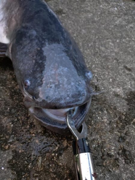 光の中から現れたのは