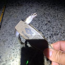 厳しいアナゴ釣り