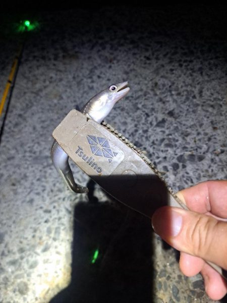 厳しいアナゴ釣り