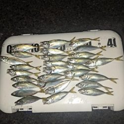 真夜中サビキ釣りと太刀魚調査