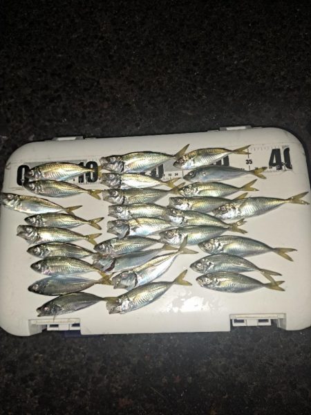 真夜中サビキ釣りと太刀魚調査