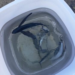 初めてのトビウオ