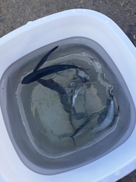 初めてのトビウオ