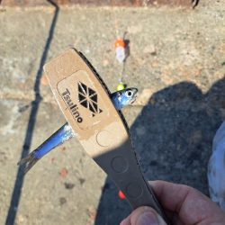 スレてきたトビウオ