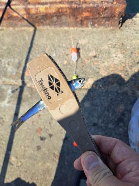 スレてきたトビウオ