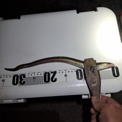 真夜中爆釣小アジ