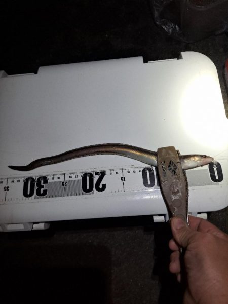 真夜中爆釣小アジ