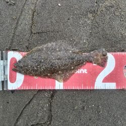 マゴチとセイゴとソゲ。