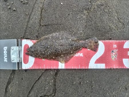 マゴチとセイゴとソゲ。