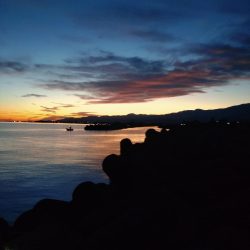 キジハタ数匹（お）