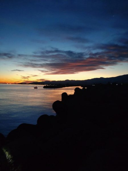 キジハタ数匹（お）