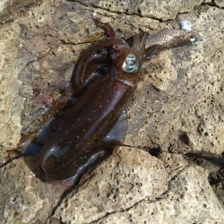 灼熱のデイゲーム