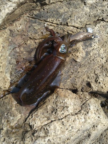 灼熱のデイゲーム