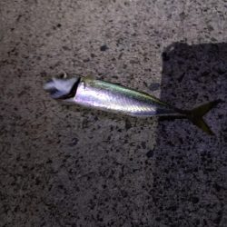 真夏のナイトファミリーフィッシング