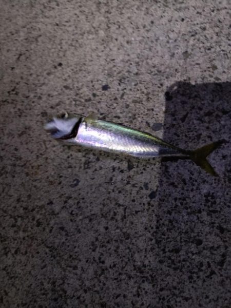 真夏のナイトファミリーフィッシング