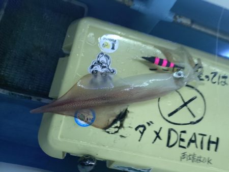 今年初の大田市イカメタル