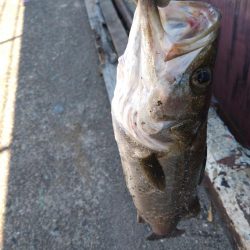 真夏のメソッド