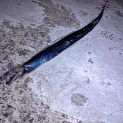 穴子撃沈からの太刀魚小爆釣、イカも