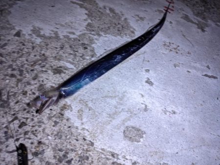 穴子撃沈からの太刀魚小爆釣、イカも