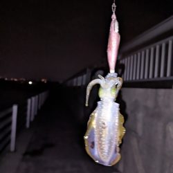 太刀魚、アオリイカ