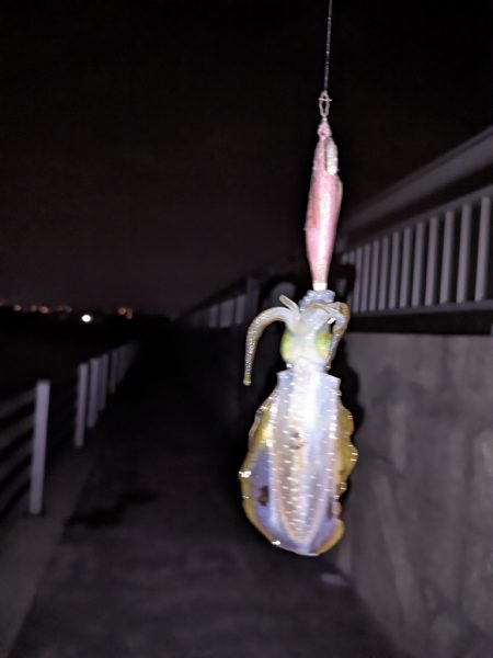 太刀魚、アオリイカ