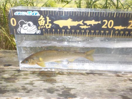 鮎最終戦〜朽木〜