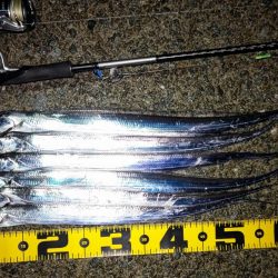 泉南タチウオ開幕