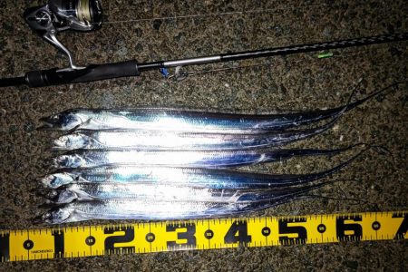 泉南タチウオ開幕