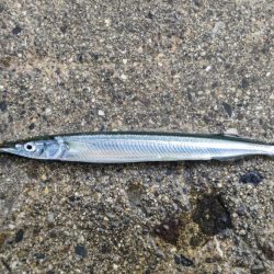 泉大津のトビウオ