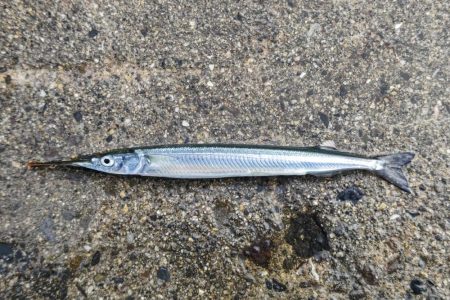 泉大津のトビウオ