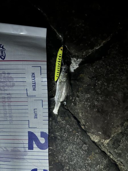 シーバスの外道でマゴチゲットだぜ