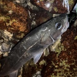 遂に初シーバスGet!!!