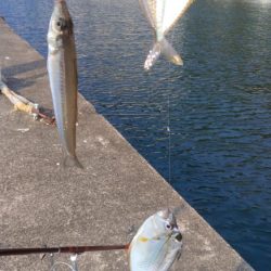 津居山港のキス調査