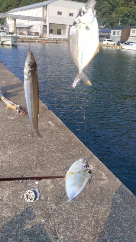 津居山港のキス調査