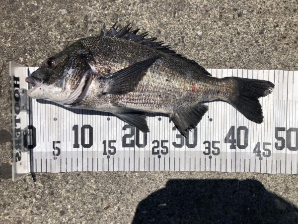 イチノ兄弟、釣果！