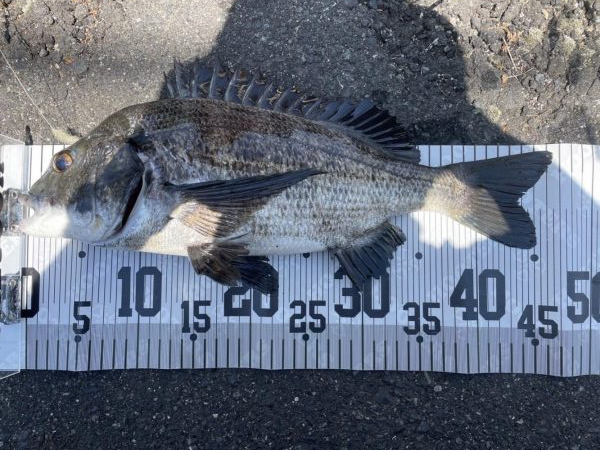 イチノ兄弟、釣果！