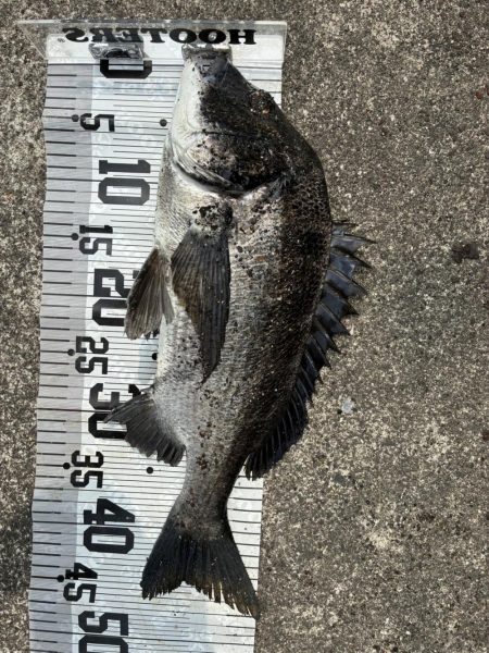 イチノ兄弟、釣果!