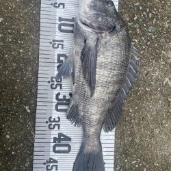 イチノ兄弟、釣果!