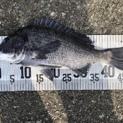 イチノ兄弟、釣果!