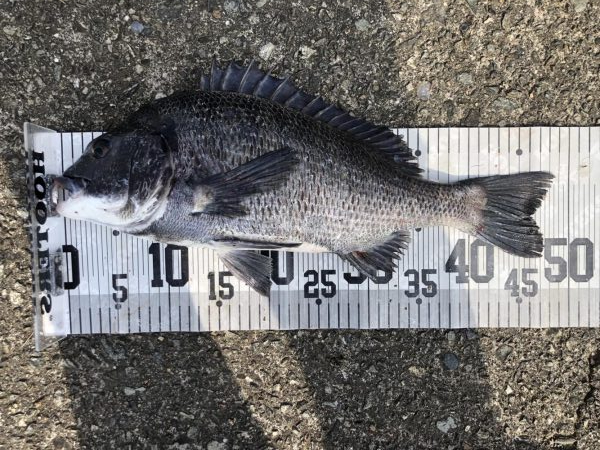 イチノ兄弟、釣果!