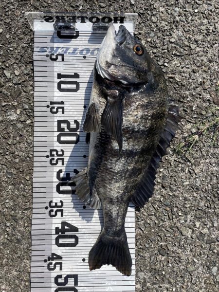 イチノ兄弟、釣果！