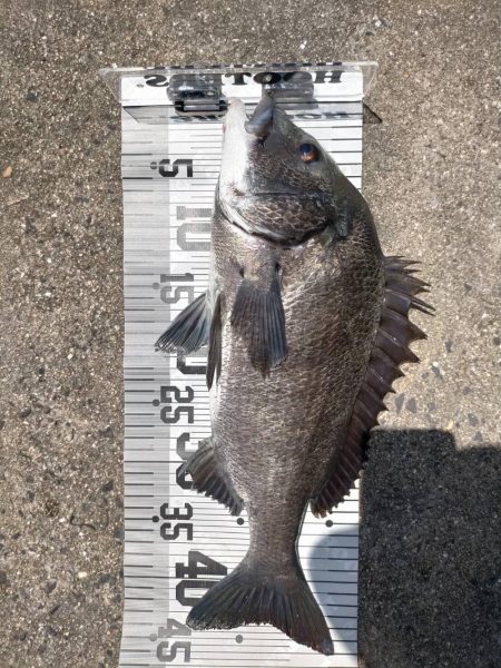 イチノ兄弟、釣果！