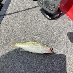 北山田小バスだらけ