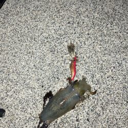 宮津アオリ新子