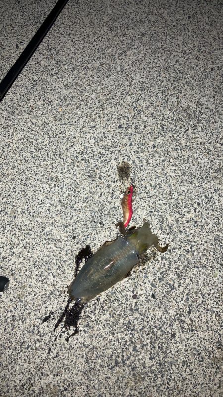 宮津アオリ新子