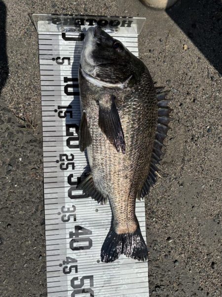 イチノ兄弟、釣果!