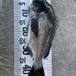 イチノ兄弟、釣果！