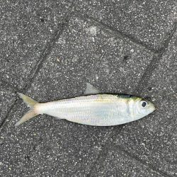 シーサイドコスモ調査